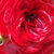 Rdeča - Mini - pritlikave vrtnice - Festival®